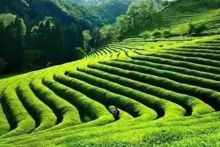 邛崃花楸贡茶