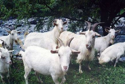 大竹板角山羊