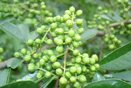 金阳青花椒